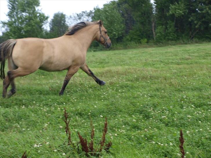 Anden særlig race Engholm's Sandy** SOLGT! billede 2