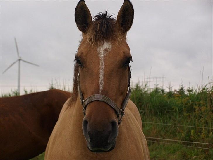 Anden særlig race Engholm's Sandy** SOLGT! billede 3