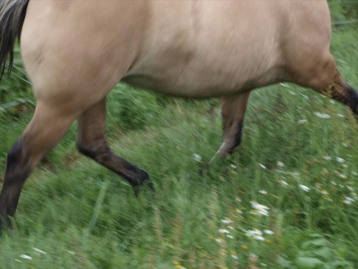 Anden særlig race Engholm's Sandy** SOLGT! billede 5