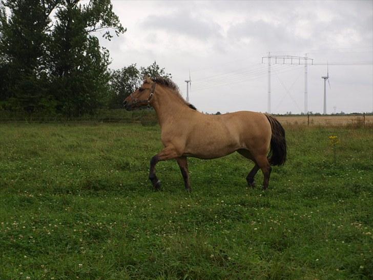 Anden særlig race Engholm's Sandy** SOLGT! billede 6