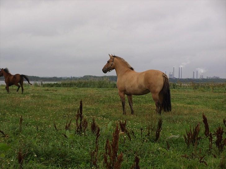 Anden særlig race Engholm's Sandy** SOLGT! billede 8