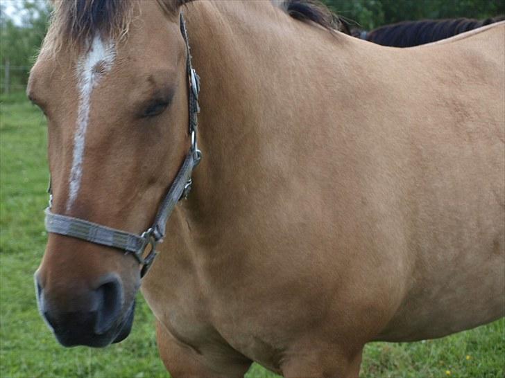 Anden særlig race Engholm's Sandy** SOLGT! billede 9