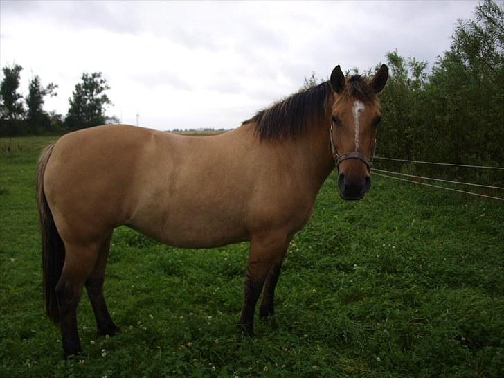 Anden særlig race Engholm's Sandy** SOLGT! billede 10