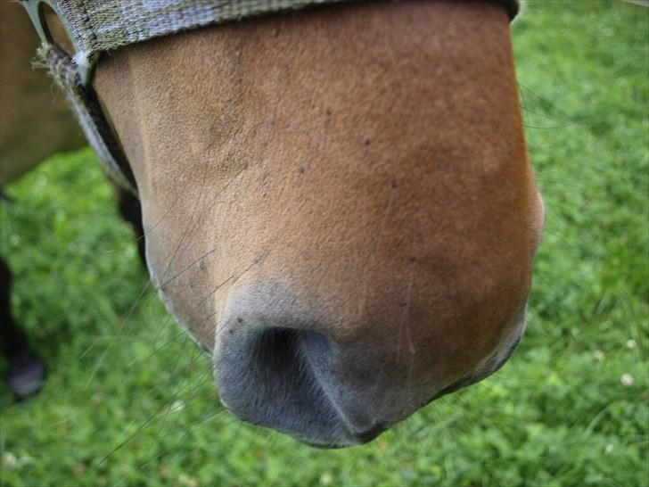 Anden særlig race Engholm's Sandy** SOLGT! billede 11