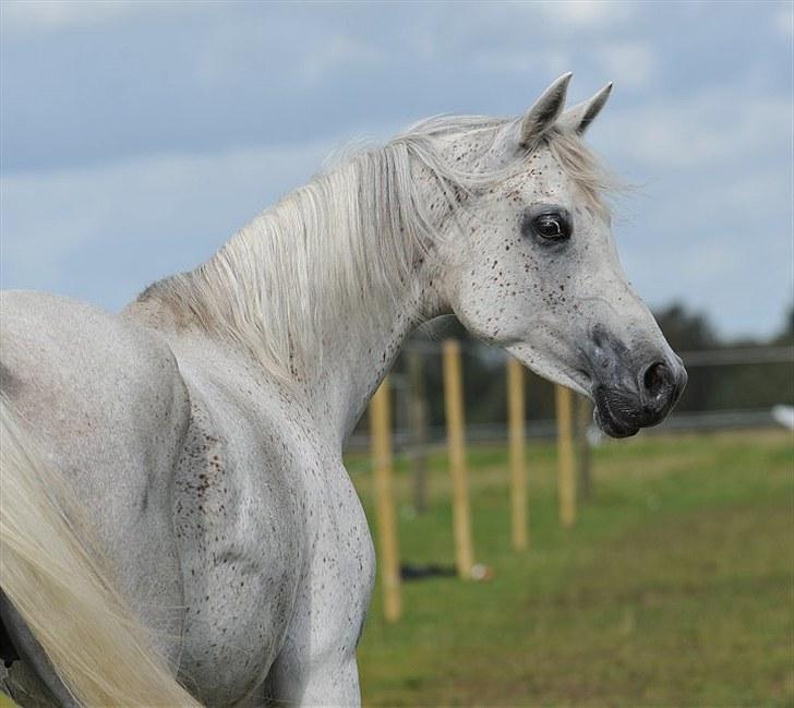 Arabisk fuldblod (OX) Kameela billede 6