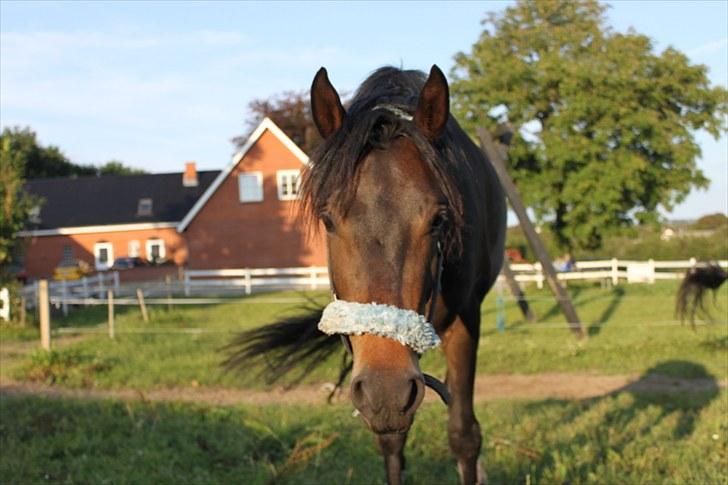 New Forest *Lillevang Carlos* - Carlos på fold. :´D:´D - Han er lidt søjde´ <3 i: 3 års billede 10