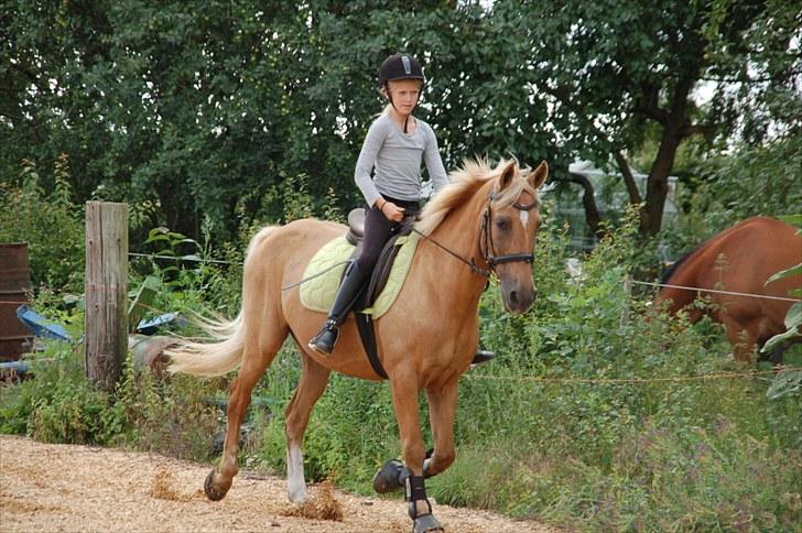 Palomino Migatronic's Mr. Mayson <3 - Det er et billed jeg har taget der hvor han stod før. billede 2