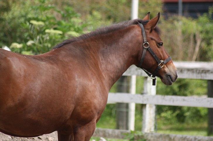 New Forest Bjørndals Horisont billede 3