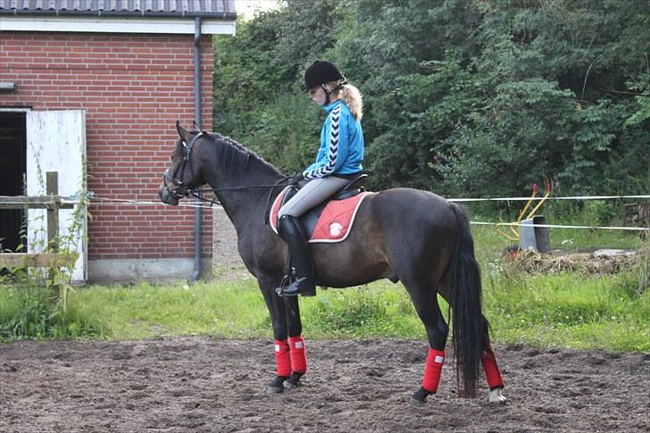 New Forest *Lillevang Carlos* - LillevangCarlos/LivChristensen = TEAM LC 3 års billede 11