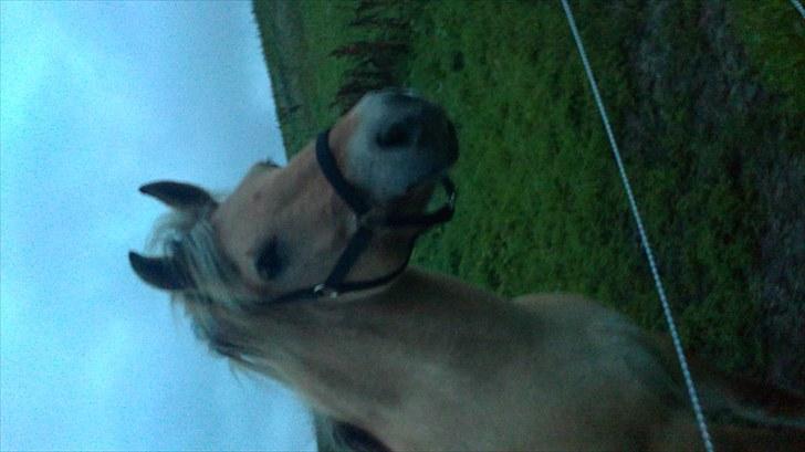 Fjordhest Emma Solgt billede 1