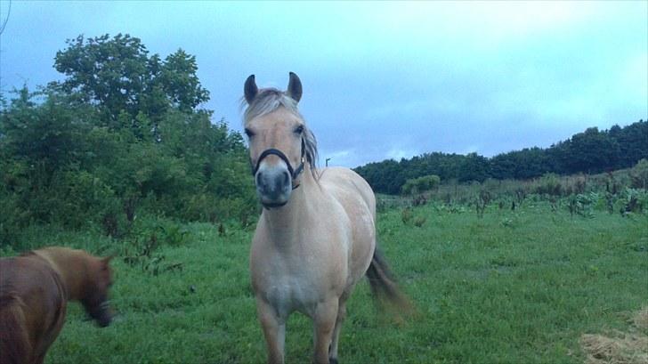 Fjordhest Emma Solgt billede 2
