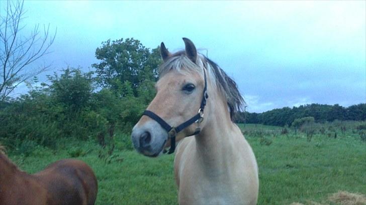 Fjordhest Emma Solgt billede 3