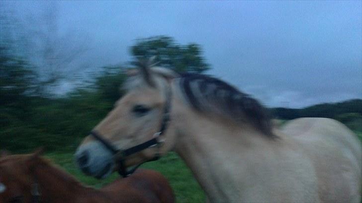 Fjordhest Emma Solgt billede 4