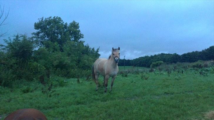 Fjordhest Emma Solgt billede 5