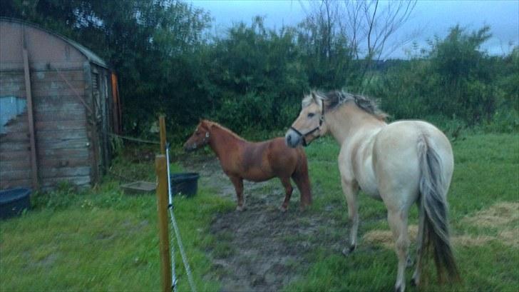 Fjordhest Emma Solgt billede 6