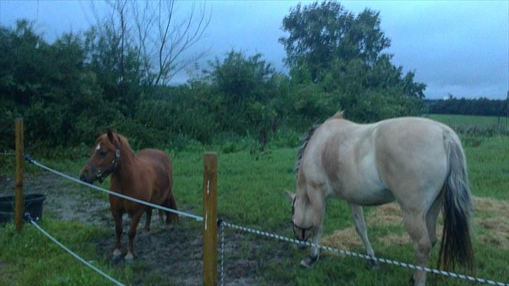 Fjordhest Emma Solgt billede 7