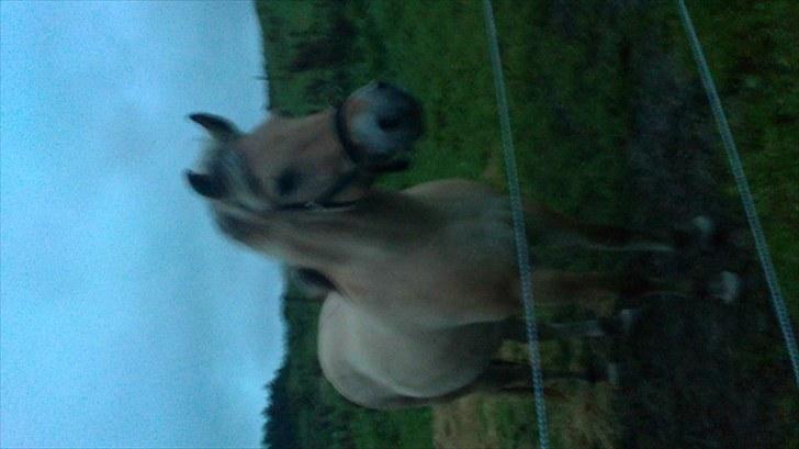 Fjordhest Emma Solgt billede 8