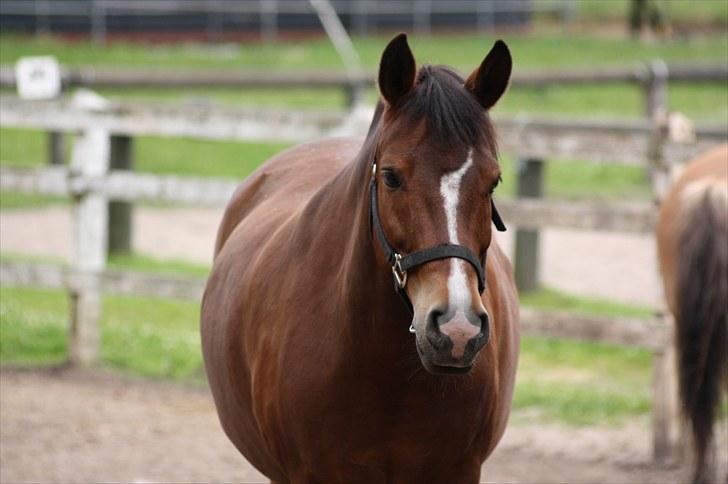 New Forest Bjørndals Horisont billede 4