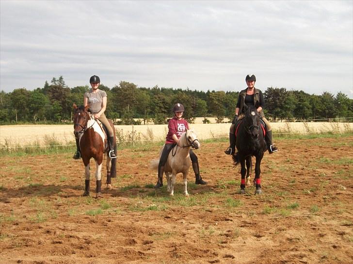 Anden særlig race Bella Star billede 17