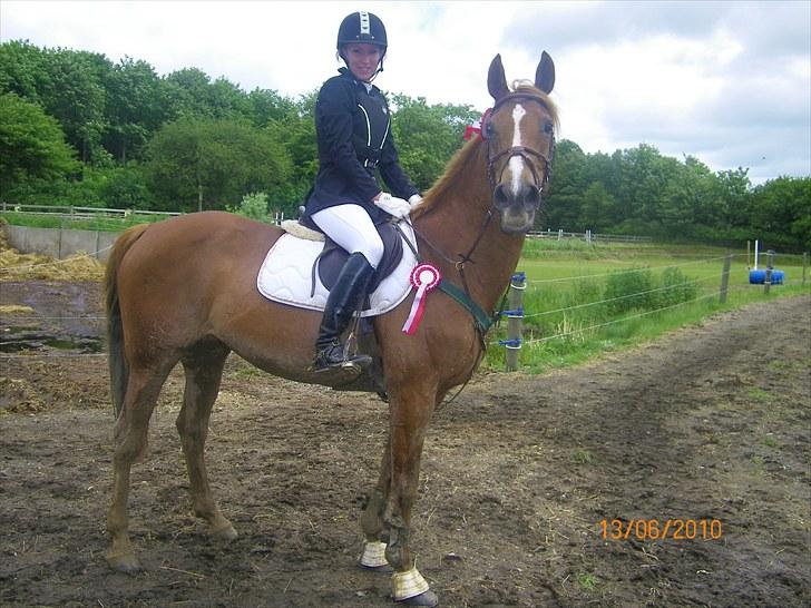 Anden særlig race Fiesta billede 18