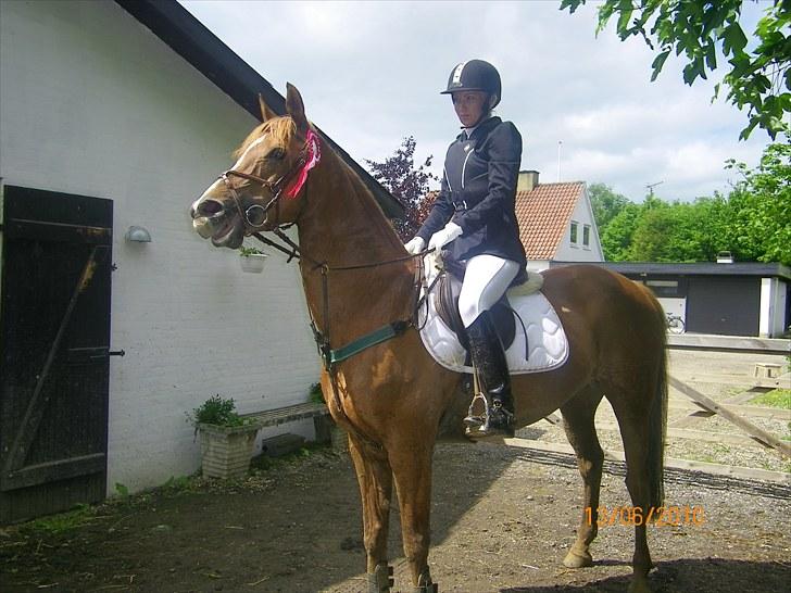 Anden særlig race Fiesta billede 15