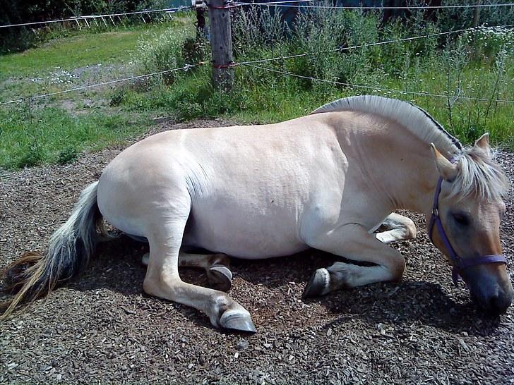 Fjordhest Marika Møldrup - To år gammel ruller sig billede 1
