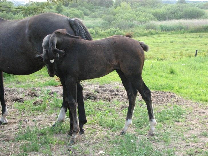 Dansk Varmblod Pompeia billede 11