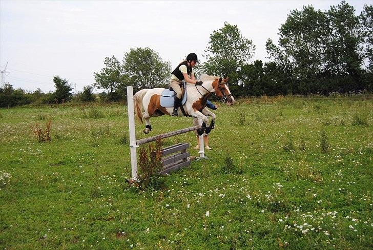 Pinto Beauty 'stjerneponyen!'  - 20* rekord lodret på 90 cm. i højden :D ~foto: far~ billede 11