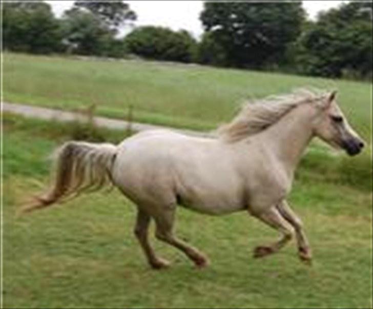 Welsh Pony (sec B) Fantasie  billede 9