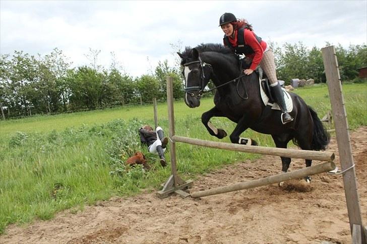 Welsh Cob (sec D) jet jewel "jj" *solgt* billede 17