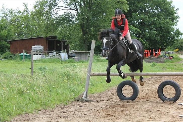 Welsh Cob (sec D) jet jewel "jj" *solgt* billede 18