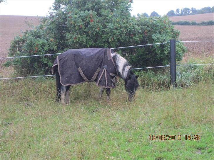 Anden særlig race ferdinand - nyt billede 8