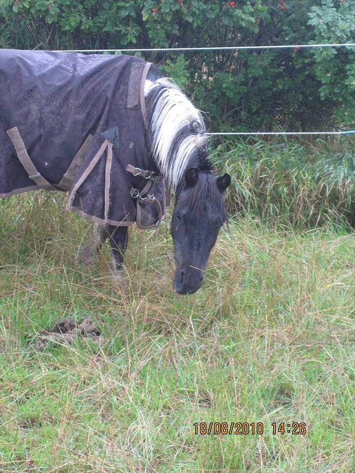 Anden særlig race ferdinand - nyt billede 9