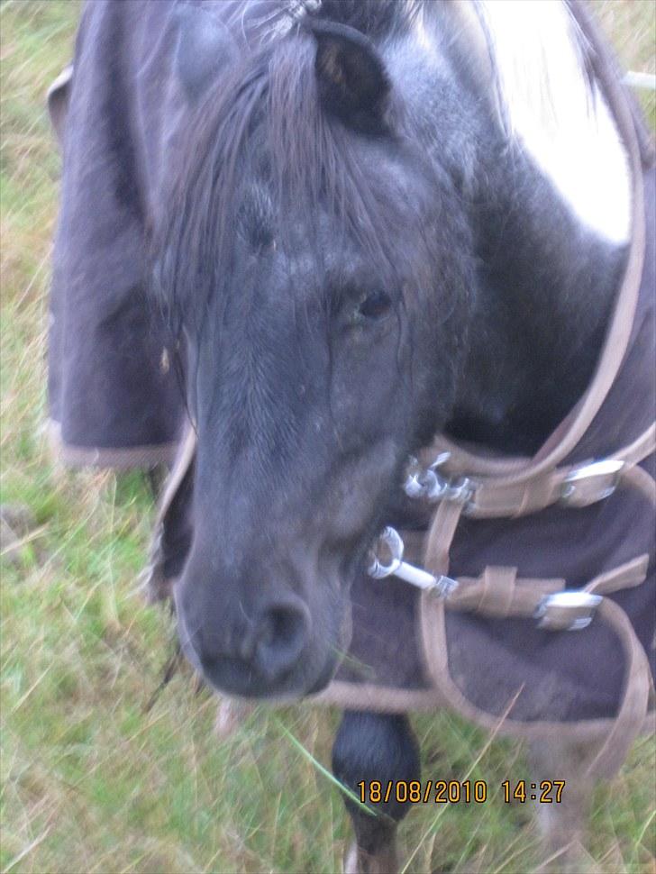Anden særlig race ferdinand - nyt billede 10