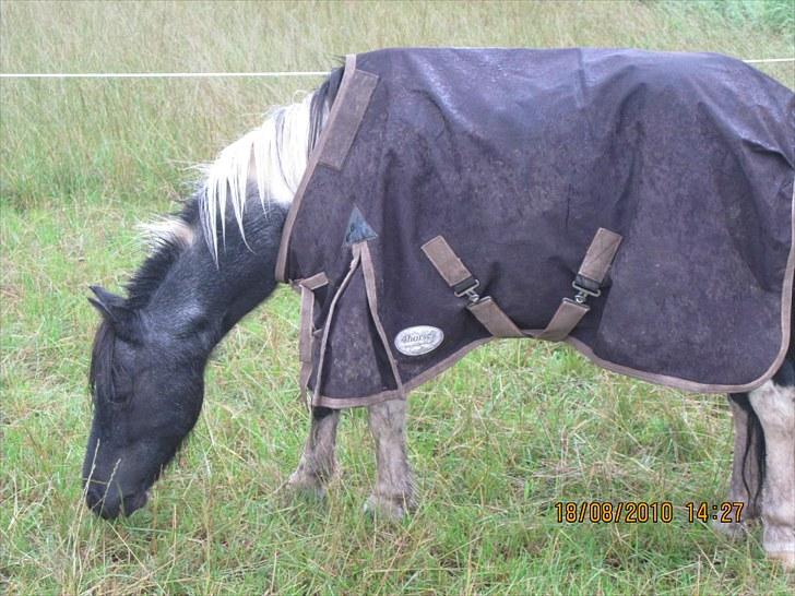 Anden særlig race ferdinand - nyt billede 11