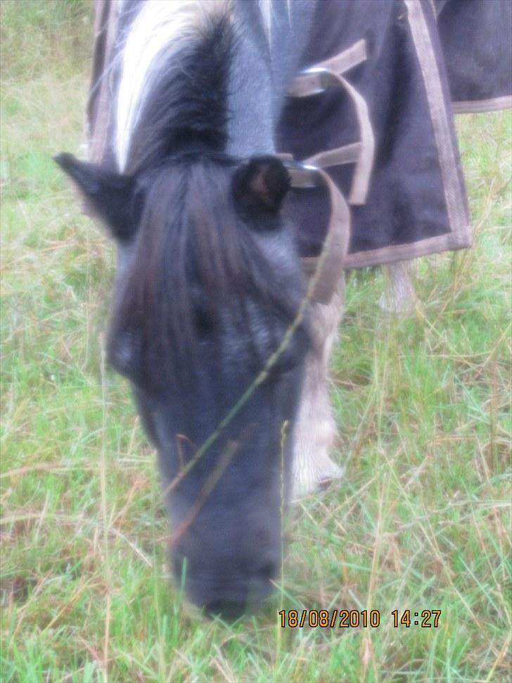 Anden særlig race ferdinand - nyt billede 12