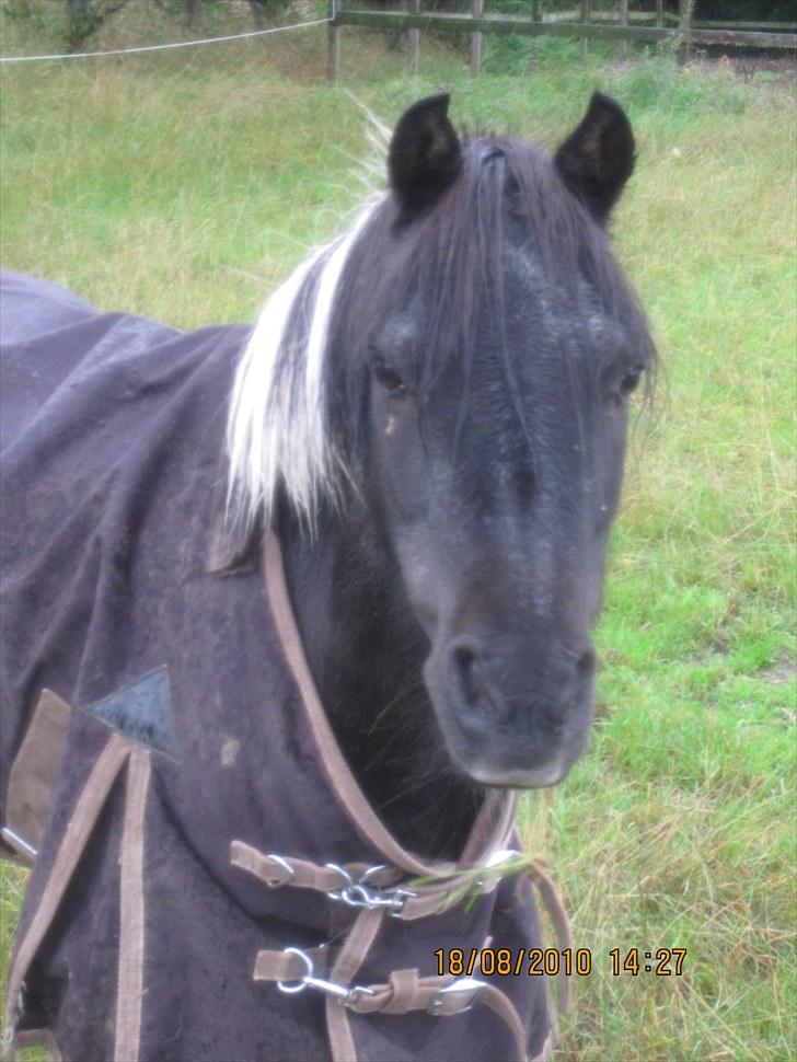 Anden særlig race ferdinand - nyt billede 13