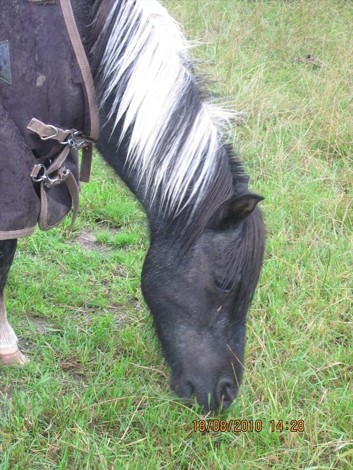 Anden særlig race ferdinand - nyt billede 14