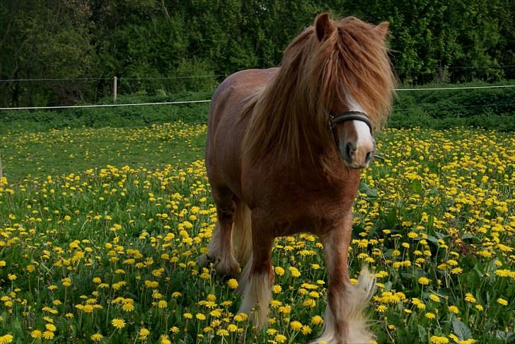 Irish Cob Lennys Boy - Sommer 2010 billede 2