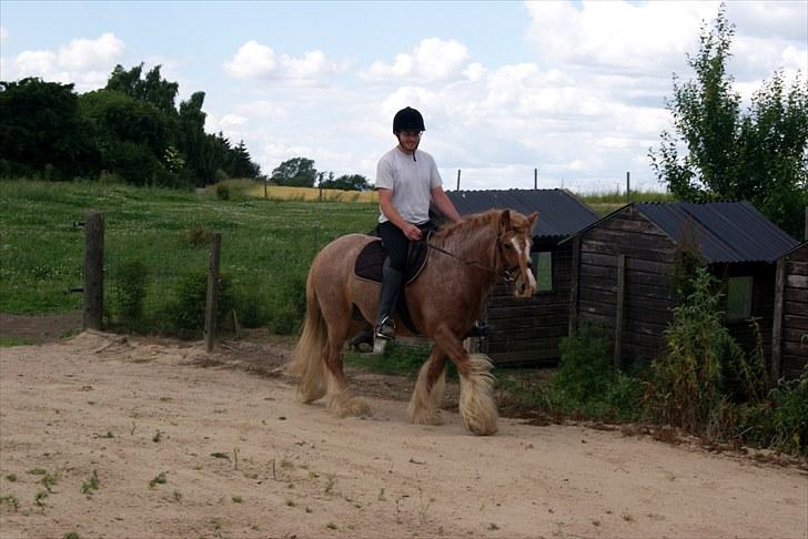 Irish Cob Lennys Boy - Hjemme på ridebanen billede 3