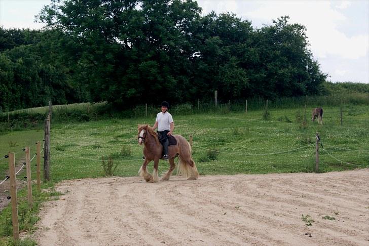 Irish Cob Lennys Boy - Hjemme på ridebanen billede 4