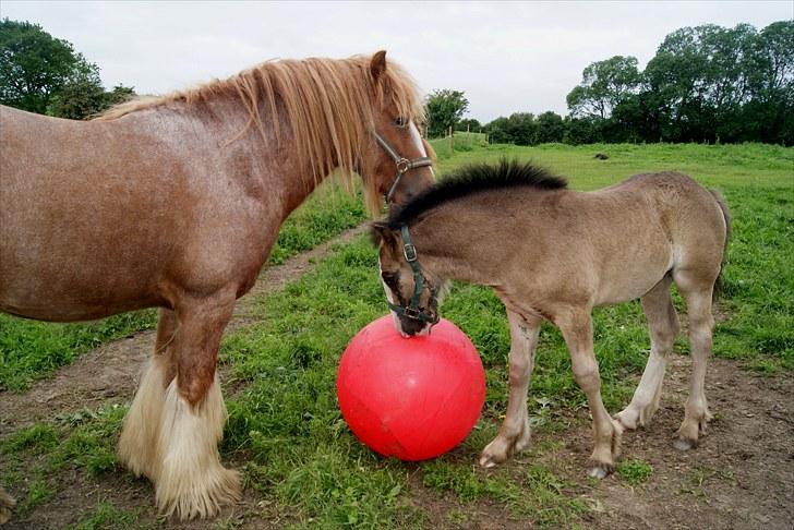 Irish Cob Lennys Boy - VM-holdet billede 5