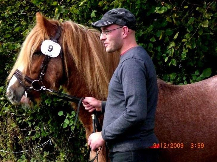 Irish Cob Lennys Boy - Hinstekåring 2009 billede 6