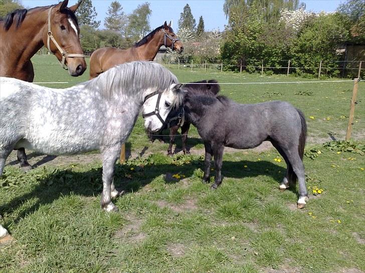 Welsh Mountain (sec A) Pegasus - kys kys billede 11