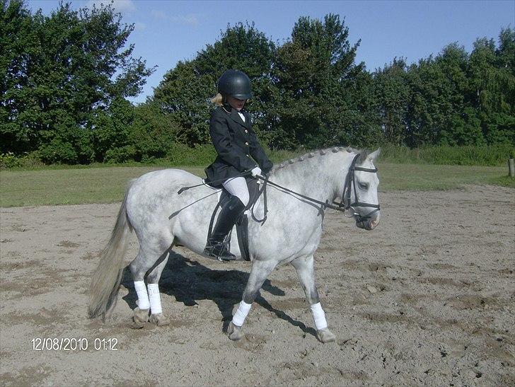 Welsh Mountain (sec A) Pegasus billede 12