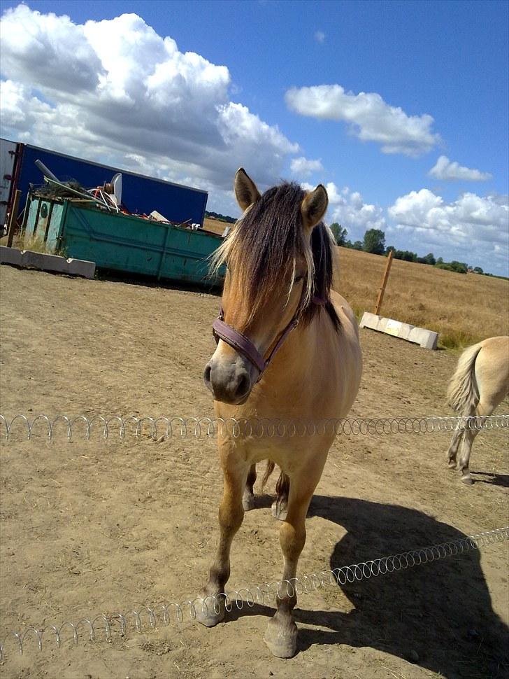 Fjordhest baldur billede 9