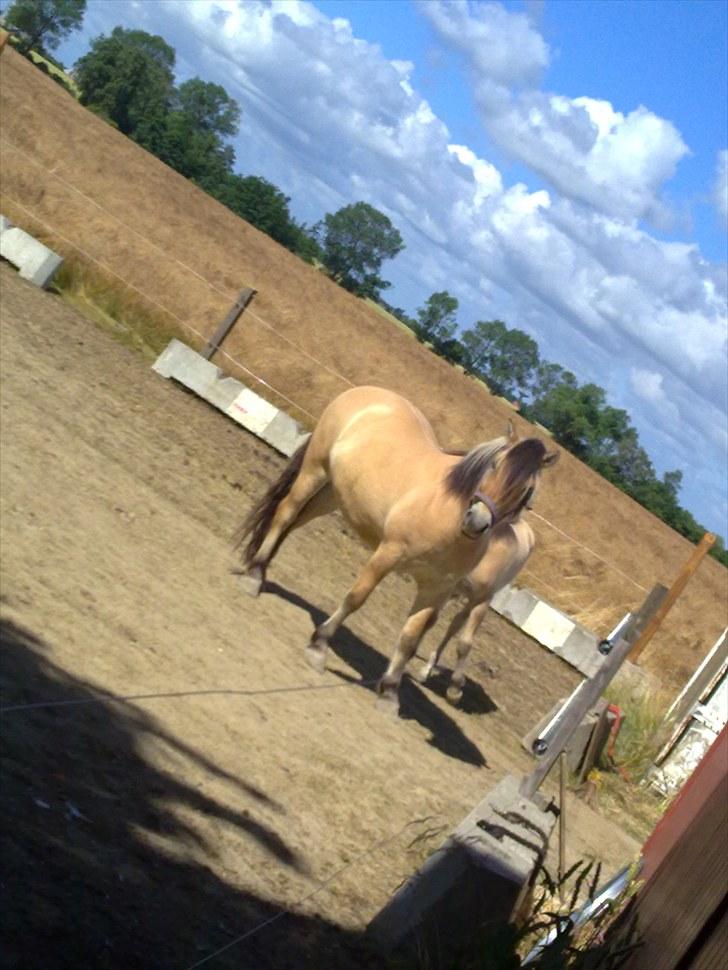 Fjordhest baldur billede 10