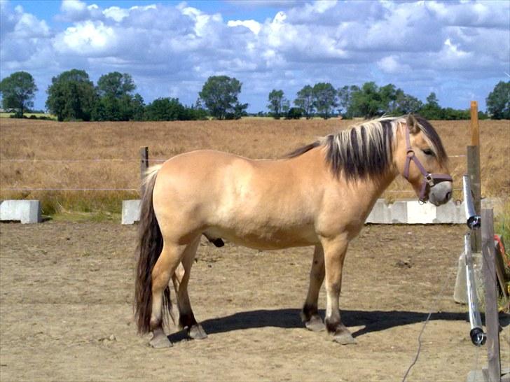 Fjordhest baldur billede 11