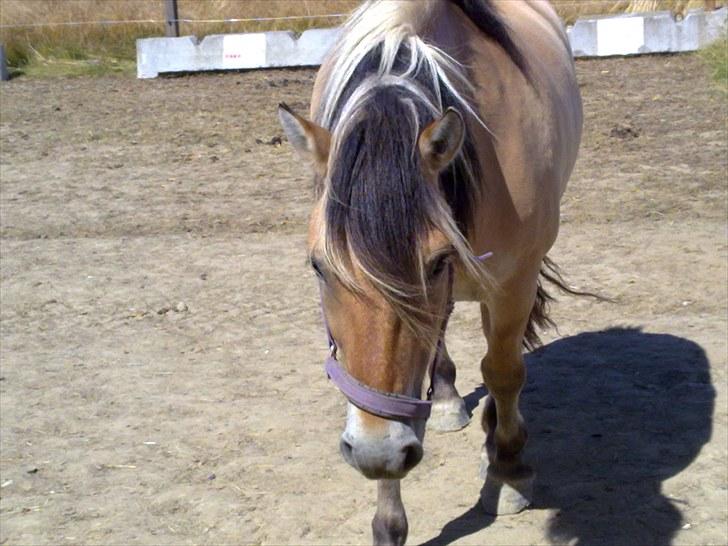 Fjordhest baldur billede 12