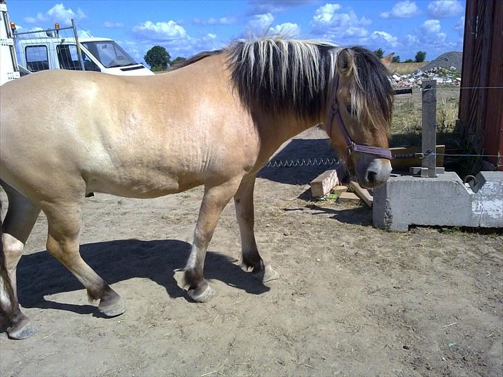 Fjordhest baldur billede 13